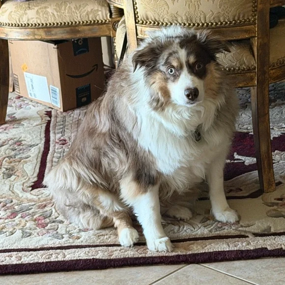 NFS MERRY CHRISTMAS FROM CHARLIE - Picture 1 of 1